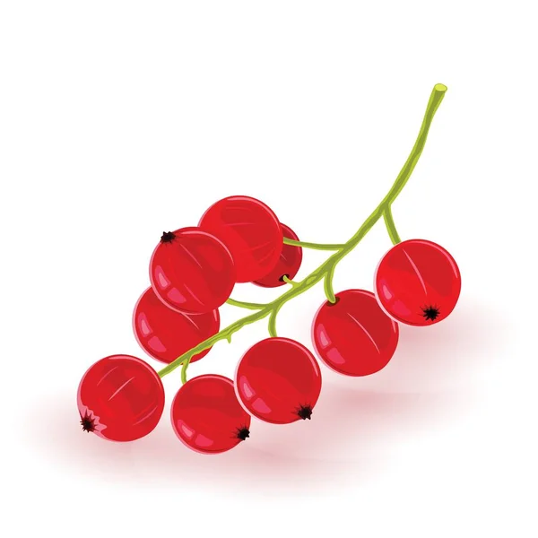 Куча спелой смородины. Сладкие красные ягоды. Состав для вегетарианцев, вегетарианцев, диетическая кухня . — стоковый вектор