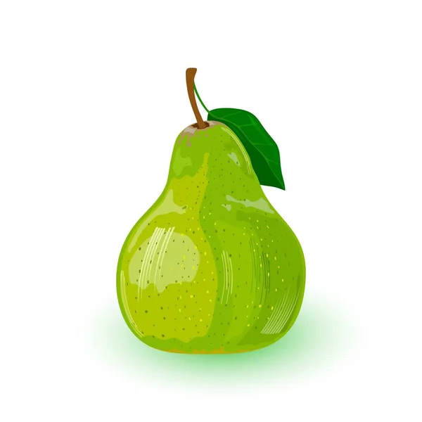 Свежая зеленая груша с листом. Помазные фрукты, используемые для приготовления желе, джемов, соков, перри, сидра . — стоковый вектор