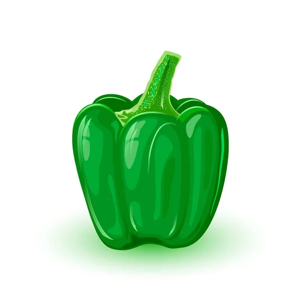 Green sweet bell pepper. Fresh capsicum using as ingredient for salads, pizza, cheese steaks, — Stock Vector