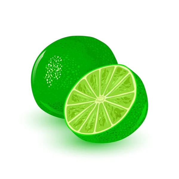 Lime fraîche et juteuse. Agrumes mûrs ronds fruits verts. Ingrédient à saveur aigre . — Image vectorielle