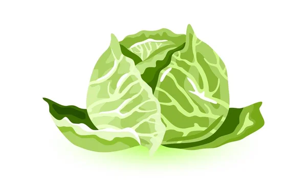 Repolho branco. Verdura verde folhosa grande, fonte de vitaminas . — Vetor de Stock