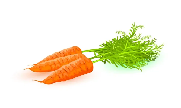 Three fresh carrots with leaves. Orange root vegetable with sweet flavor. — Stock Vector