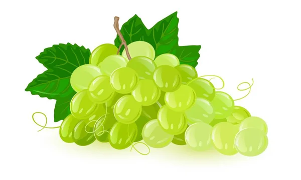 Um bando de uvas verdes com folhas. Frutas com sabor doce ou azedo. — Vetor de Stock