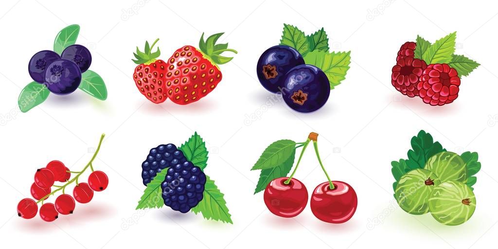 Blueberry, blackberry, gooseberry, red and black currant, raspberry, strawberry, cherry with leaves.