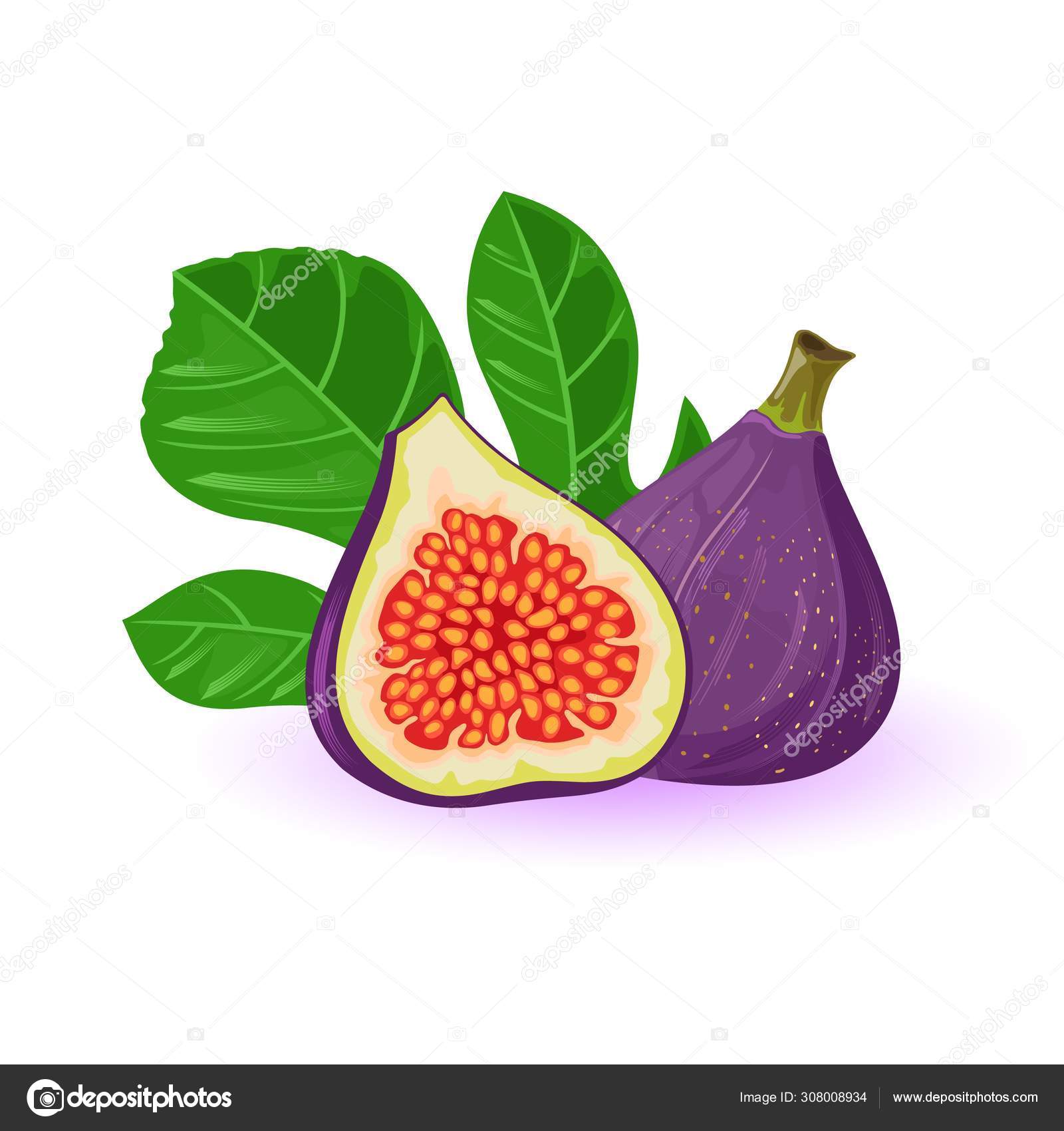 Ripe Whole Fig Isolated On A White Stock Photo - Download Image