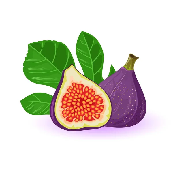 Higos frescos enteros y medio con hojas. Fruta dulce exótica con piel morada . — Vector de stock