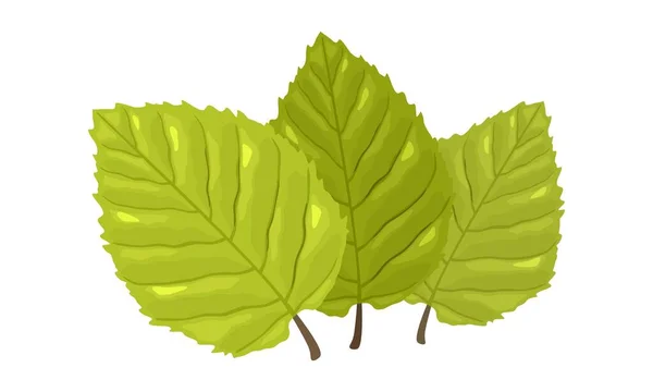 Trois feuilles vertes avec des nervures tertiaires visibles de hêtre. Printemps, concept d'été . — Image vectorielle