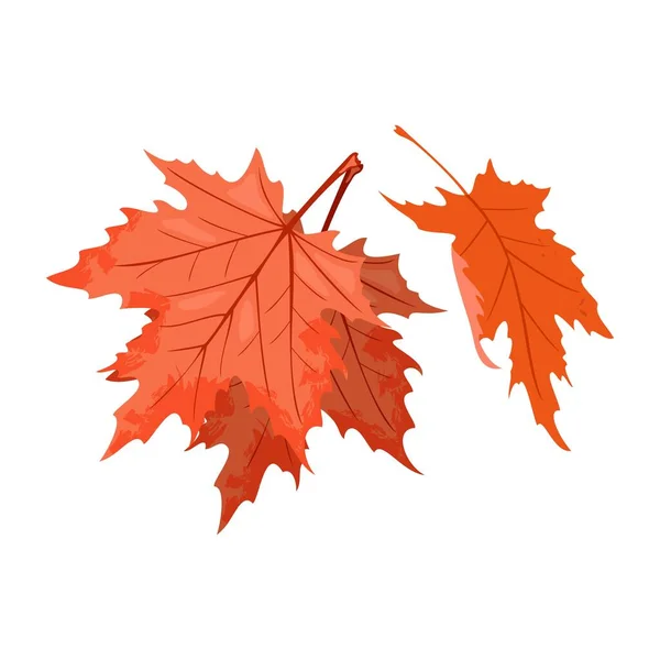 Idősebb lehulló juharfa vörös levelei. Kanada nemzeti szimbóluma. Gyönyörű őszi természet. — Stock Vector