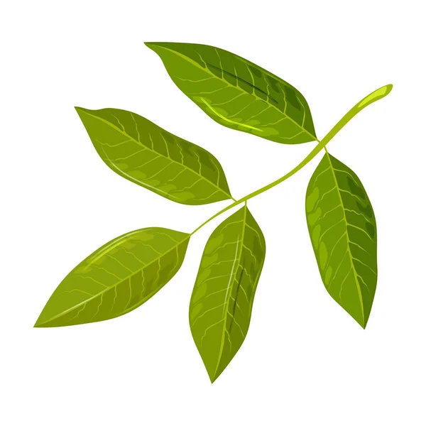 Зеленый лист орехового дерева. Откройте для себя удивительную природу. Садоводство, концепция озеленения . — стоковый вектор