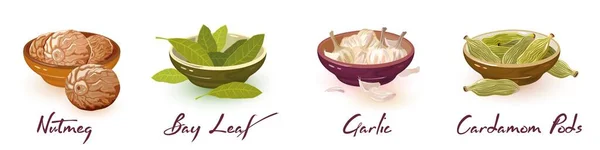 Мускатный орех, лавровые листья, чеснок, кардамон. Векторные специи с добавлением какао и лимона . — стоковый вектор