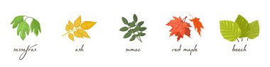 Vector set with lettering and vector illustration of sassafras, ash, sumac, maple, beech.