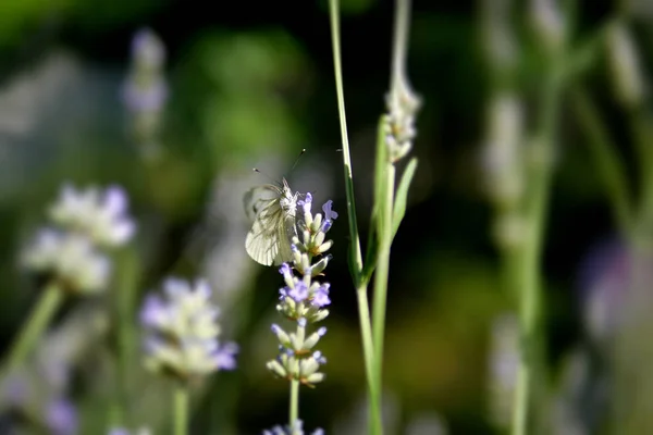 Butterfly Wildflower Macro Selective Focus — Stock Photo, Image