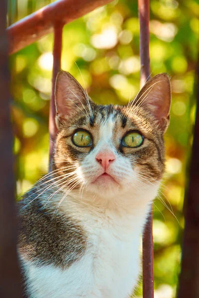 Retrato Gato Mirando Hacia Adelante Follaje Segundo Plano Enfoque Selectivo — Foto de Stock