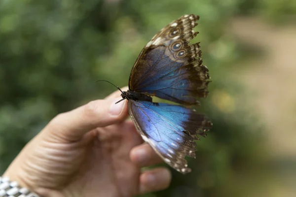 Синій Метелик Кінчиках Пальців Крупним Планом — стокове фото