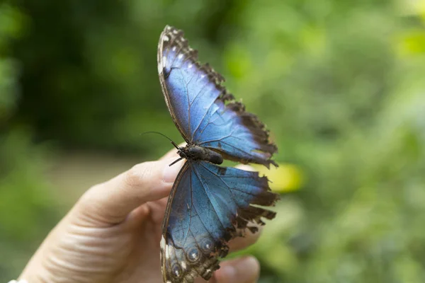 Borboleta Azul Ponta Dos Dedos Fechar — Fotografia de Stock