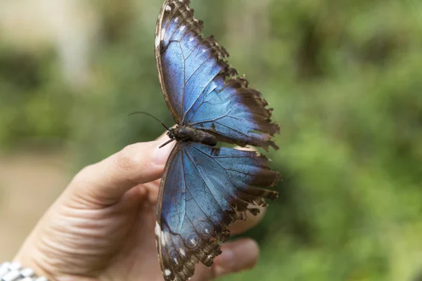 Borboleta Azul Ponta Dos Dedos Fechar — Fotografia de Stock