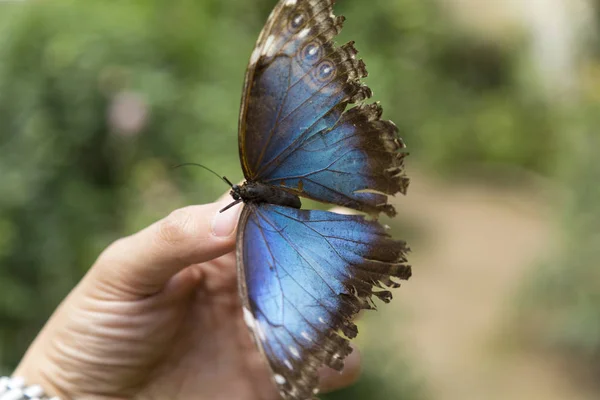 Borboleta Azul Ponta Dos Dedos Fechar — Fotografia de Stock