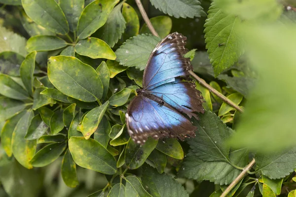 Синій Метелик Зеленому Листі Крупним Планом — стокове фото