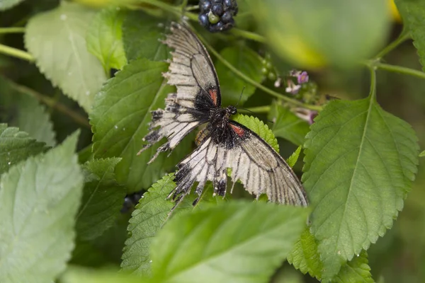 Коричневий Метелик Зелене Листя Крупним Планом — стокове фото