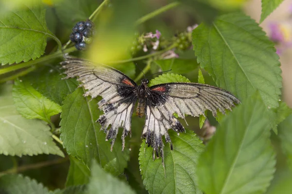 Коричневий Метелик Зелене Листя Крупним Планом — стокове фото