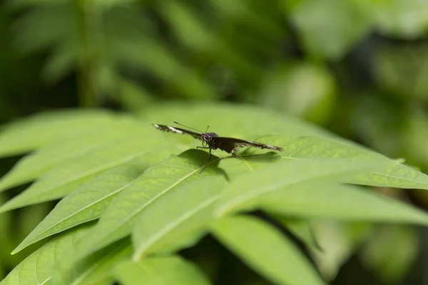 Schmetterling Auf Dünnen Grünen Blättern Makro — Stockfoto
