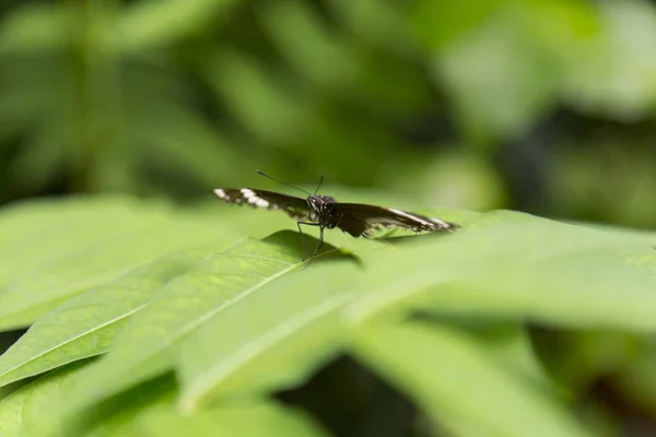Πεταλούδα Λεπτό Πράσινο Φύλλα Μακροεντολή — Φωτογραφία Αρχείου