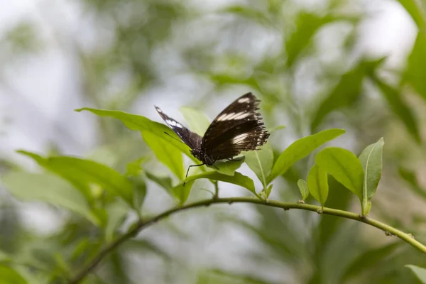 Mariposa Descansando Sobre Una Rama Vegetal Macro Profundidad Superficial Del —  Fotos de Stock