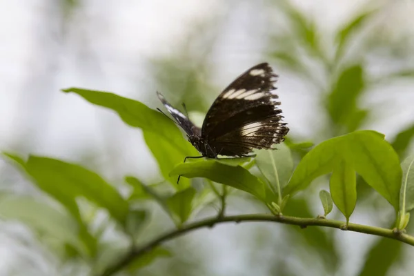 Mariposa Descansando Sobre Una Rama Vegetal Macro Profundidad Superficial Del —  Fotos de Stock
