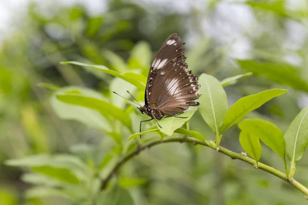 Mariposa Descansando Sobre Una Rama Vegetal Macro Profundidad Superficial Del —  Fotos de Stock