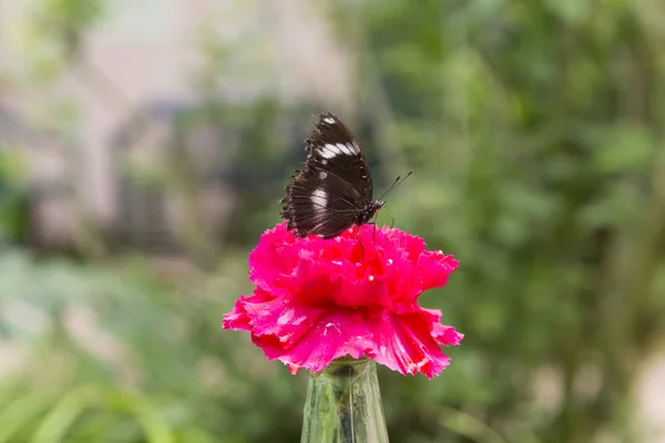 Метелик Спирається Яскраво Кольорову Квітку Фуксії Невелика Глибина Різкості Макро — стокове фото