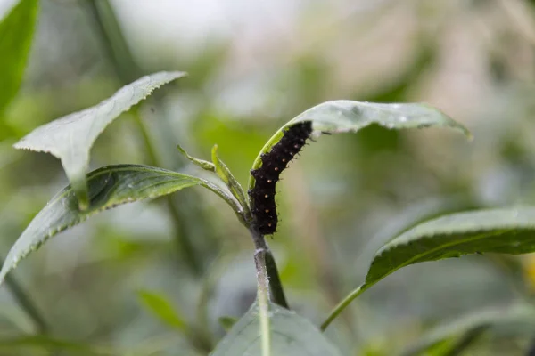 Lagarta Escalando Folha Uma Planta Verde Macro Profundidade Campo Rasa — Fotografia de Stock