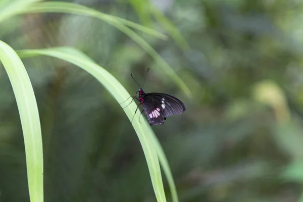 Bunter Schmetterling Einem Langen Grashalm Geringe Schärfentiefe Makro — Stockfoto