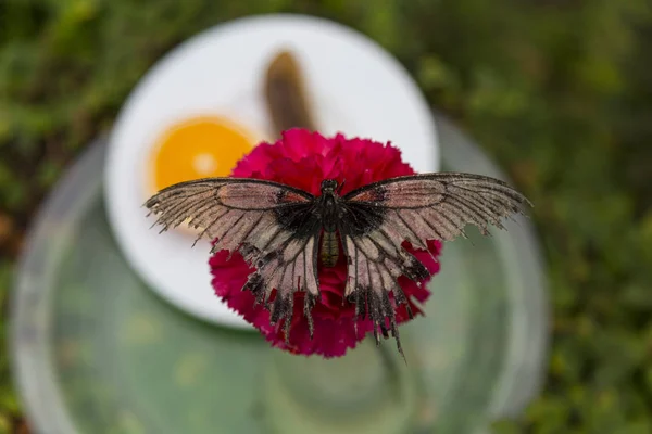 Метелик Вершині Червоної Квітки Гвоздик Накладний Постріл Невелика Глибина Різкості — стокове фото