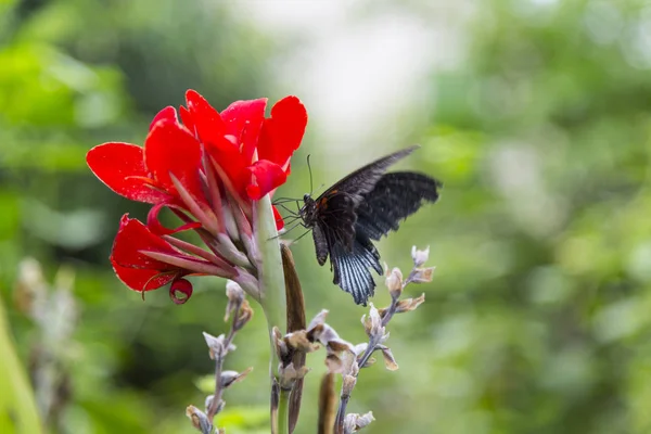 Mariposa Negra Sobre Una Flor Roja Del Jardín Profundidad Campo —  Fotos de Stock