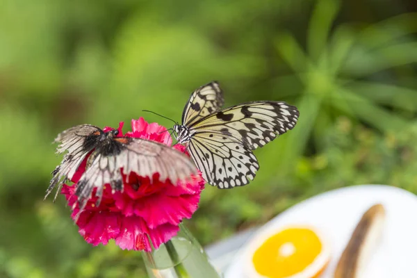 Pair of butterflies atop a fuchsia colored carnation flower. Macro. Shallow depth of field.