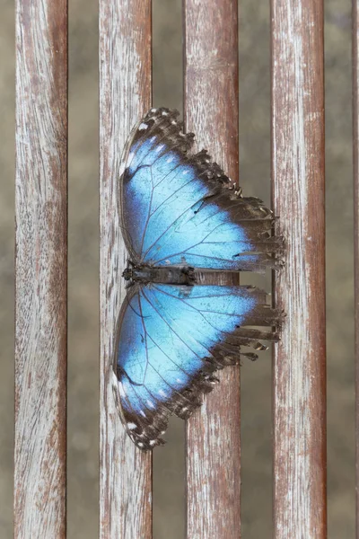 Sobretudo Uma Borboleta Azul Com Asas Espalhadas Sentadas Corrimão Madeira — Fotografia de Stock