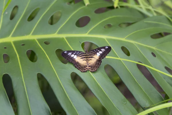 Mariposa Marrón Sentada Sobre Una Gran Hoja Planta Verde Disparo —  Fotos de Stock