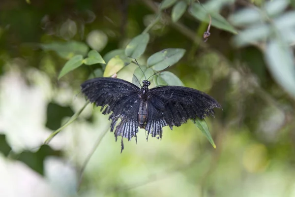 Preto Engolir Cauda Esfarrapada Borboleta Uma Folha Árvore Verde Macro — Fotografia de Stock