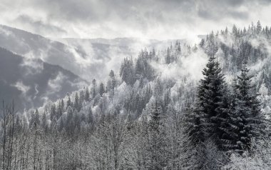 Kara Orman Sıradağları 'nda Pine Forest kış Panoraması 