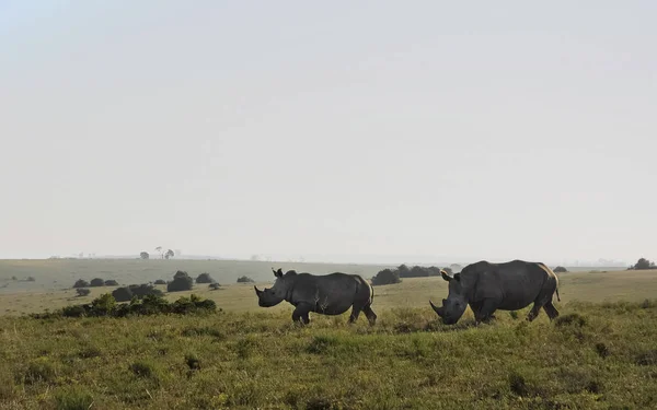 南アフリカの草原の Rhino ペア — ストック写真