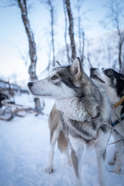 Сірий Сани Тягне Собаку Дивлячись Геть Норвегія — стокове фото