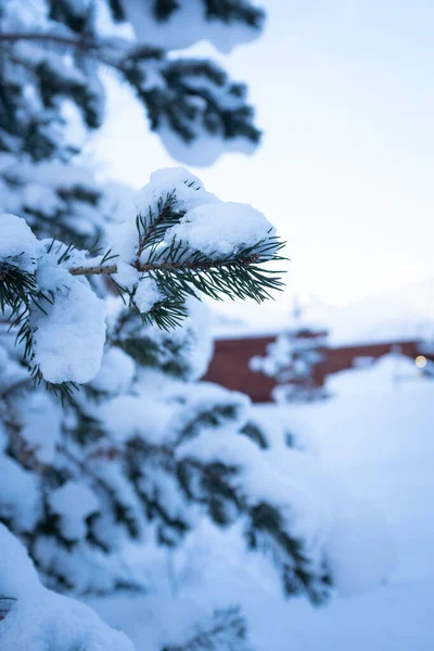 Ramos Pinheiro Cobertos Neve Profundidade Campo Rasa Foco Primeiro Plano — Fotografia de Stock