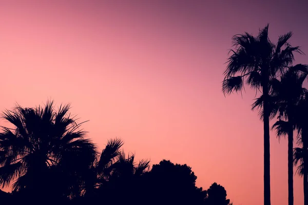 Praia Férias Fundo Imagem Palmeiras Mediterrâneo Pôr Sol Com Espaço — Fotografia de Stock