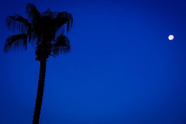 Background Image of a Palm Tree at Night With the Moon in the Background clipart