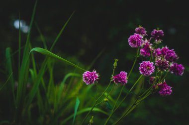 Arka plan resmi kopya alanı Magenta Bahçe Dahlias ve D ile