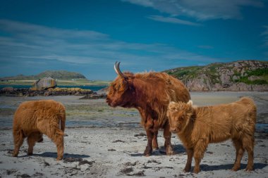 Isle Of Mull için arka plan, İskoçya, İngiltere'de Iona Adası ile sahilde yayla inekler
