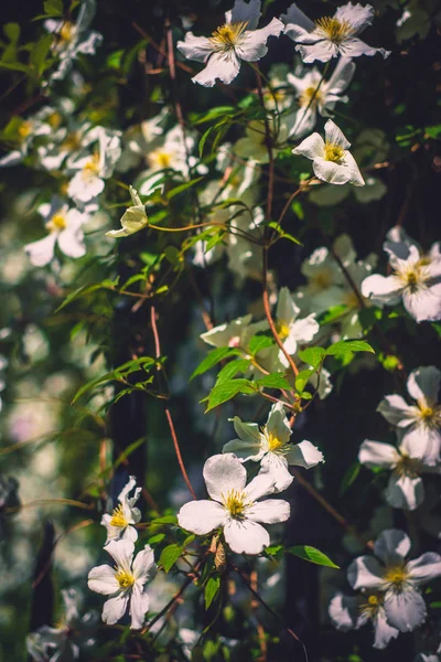Lezeckých Květiny Pokrývají Stěny Okrasné Zahradě — Stock fotografie