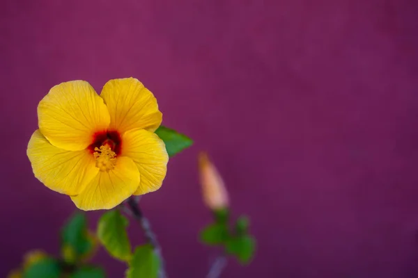 Obraz Tła Tropikalne Hibiskusa Żółtym Tle Purpurowy Miejsca Kopii — Zdjęcie stockowe