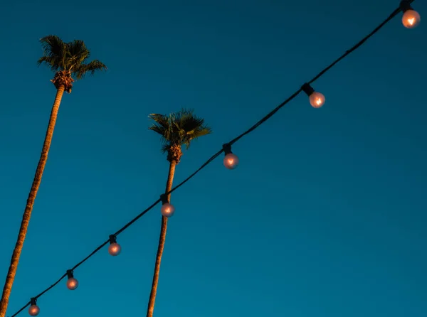 Высокие пальмы в стиле ретро на закате с освещением и копированием пространства — стоковое фото