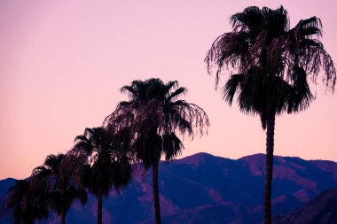 Coachella Vadisi 'nde palmiye ağaçları ve çöl Dağları satırı N